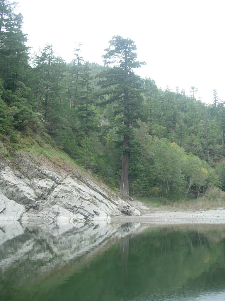 Lower Klamath River redwoods